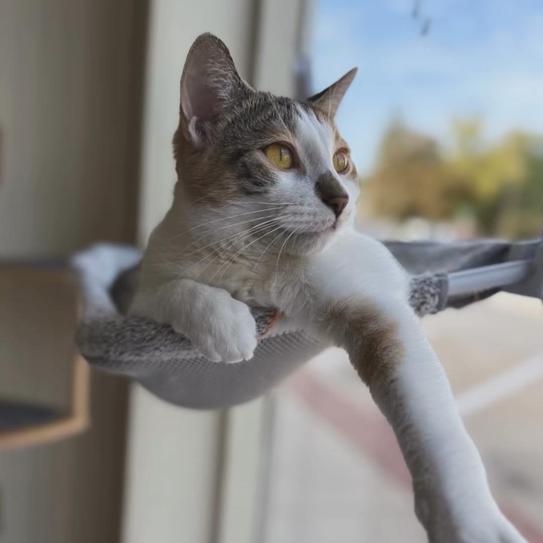 Enlarge Eleanor, a Adoptable Domestic Short Hair in Reeseville, WI image 3/5