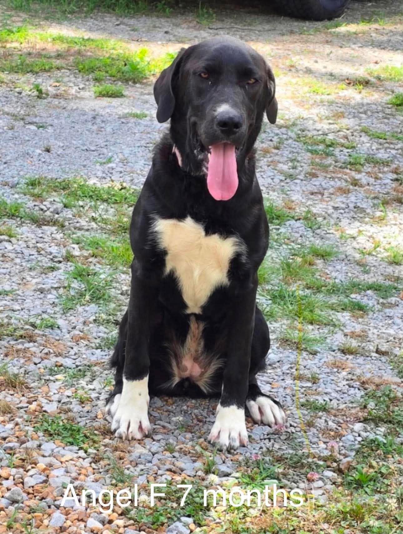 Enlarge Angel, a ADOPTABLE Black Labrador Retriever in Fort Payne, AL image 1/1