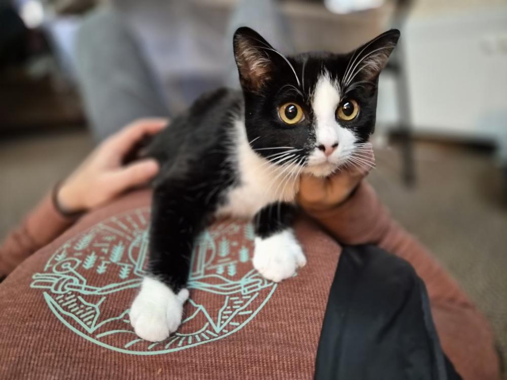 Enlarge Sebastian, a Adoptable Domestic Short Hair in Patchogue, NY image 1/6