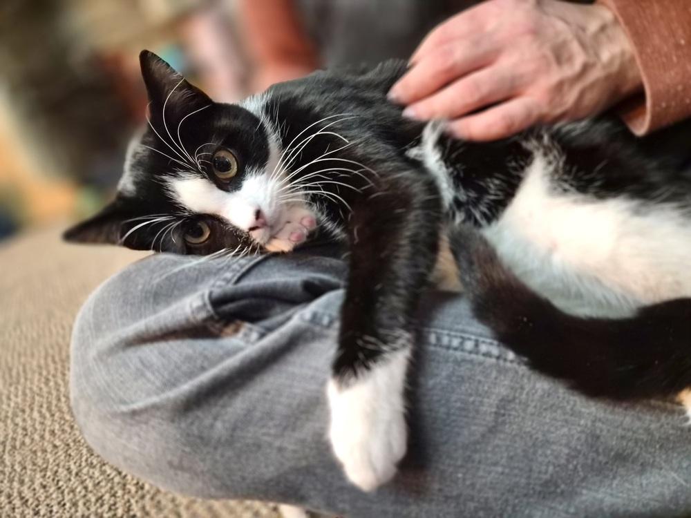 Enlarge Sebastian, a Adoptable Domestic Short Hair in Patchogue, NY image 2/6