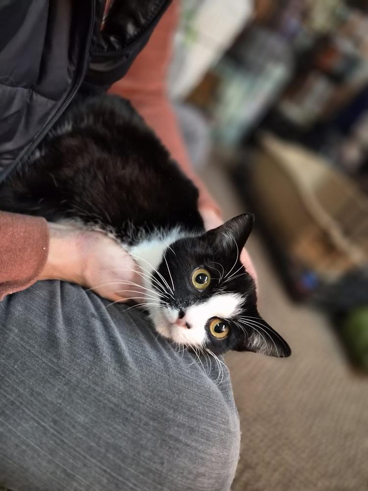 Enlarge Sebastian, a Adoptable Domestic Short Hair in Patchogue, NY image 3/6