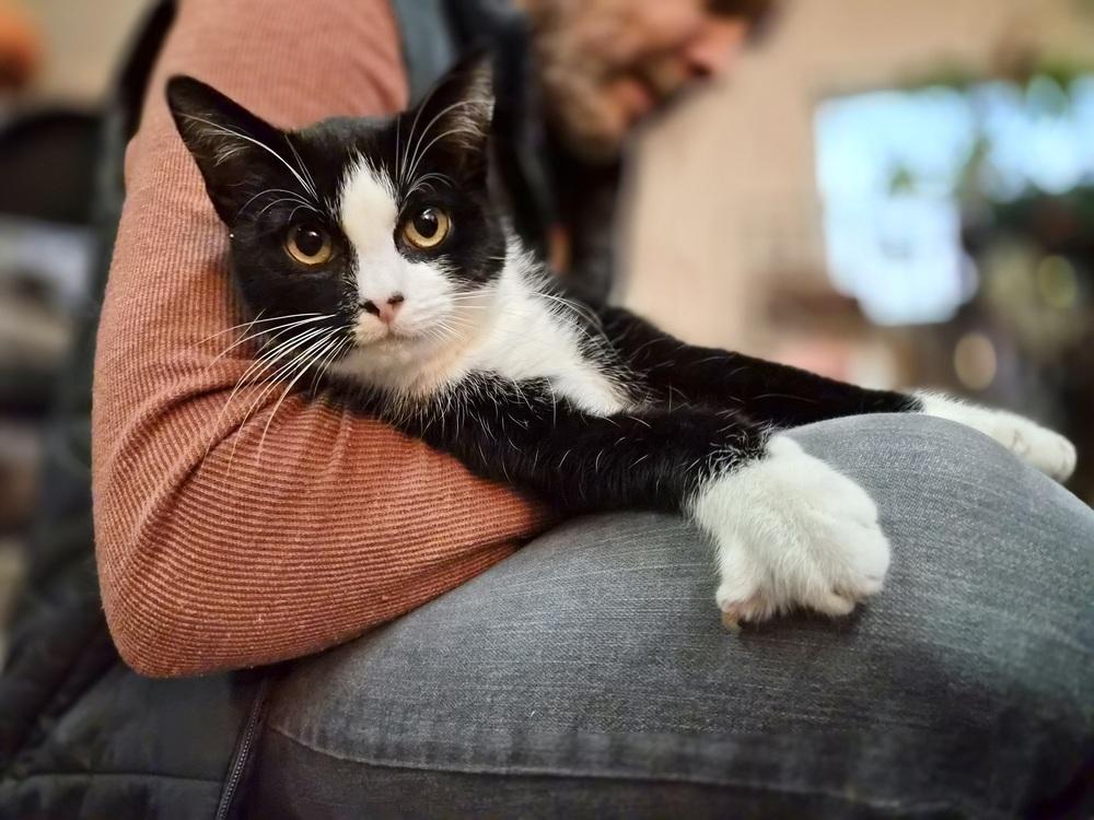 Enlarge Sebastian, a Adoptable Domestic Short Hair in Patchogue, NY image 4/6