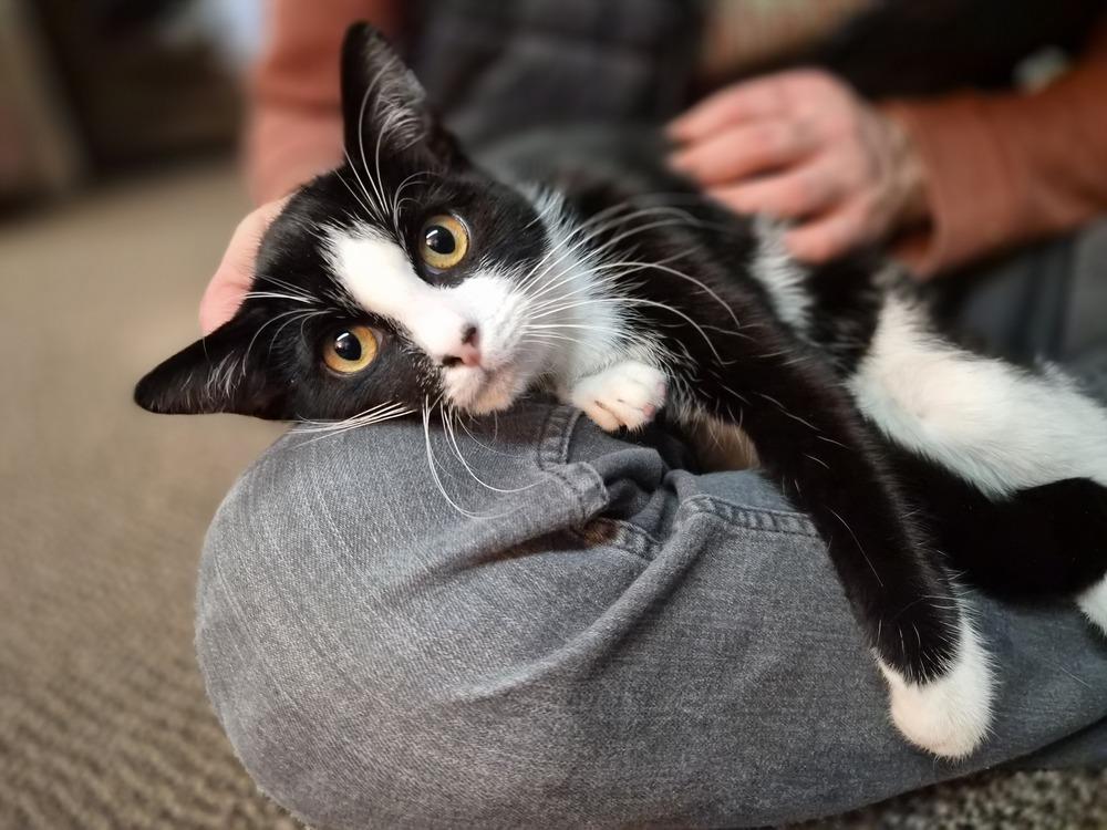 Enlarge Sebastian, a Adoptable Domestic Short Hair in Patchogue, NY image 5/6