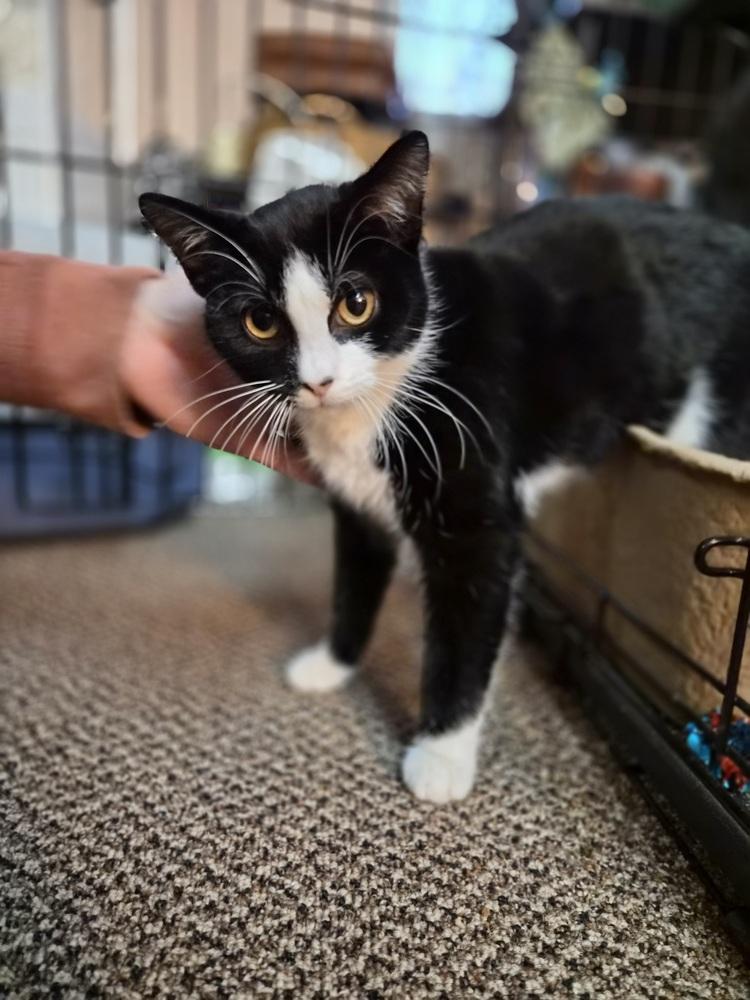 Enlarge Sebastian, a Adoptable Domestic Short Hair in Patchogue, NY image 6/6