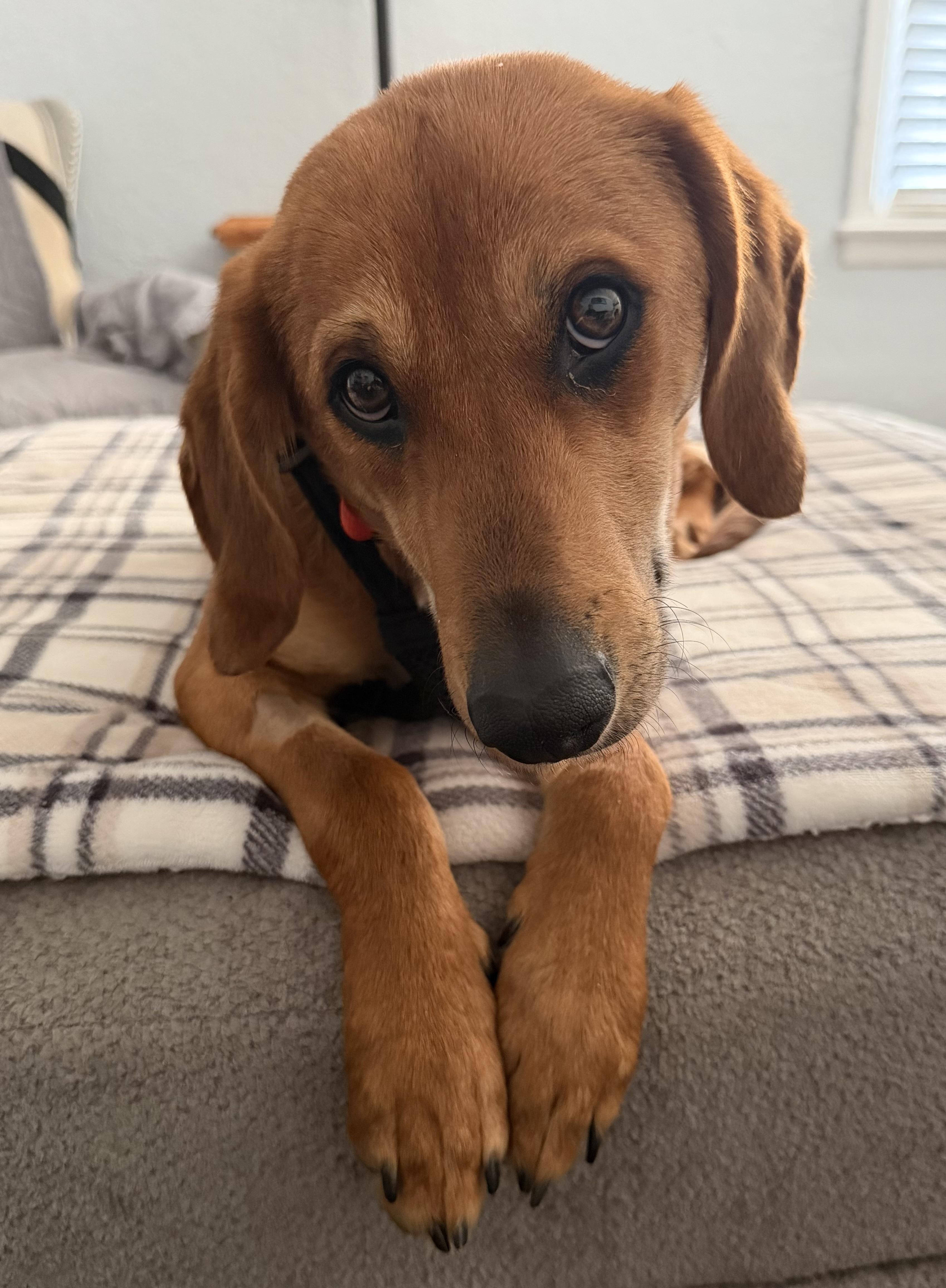 Enlarge Raina (Ray Ray) , a Adoptable mixed breed in Godfrey, IL image 3/6