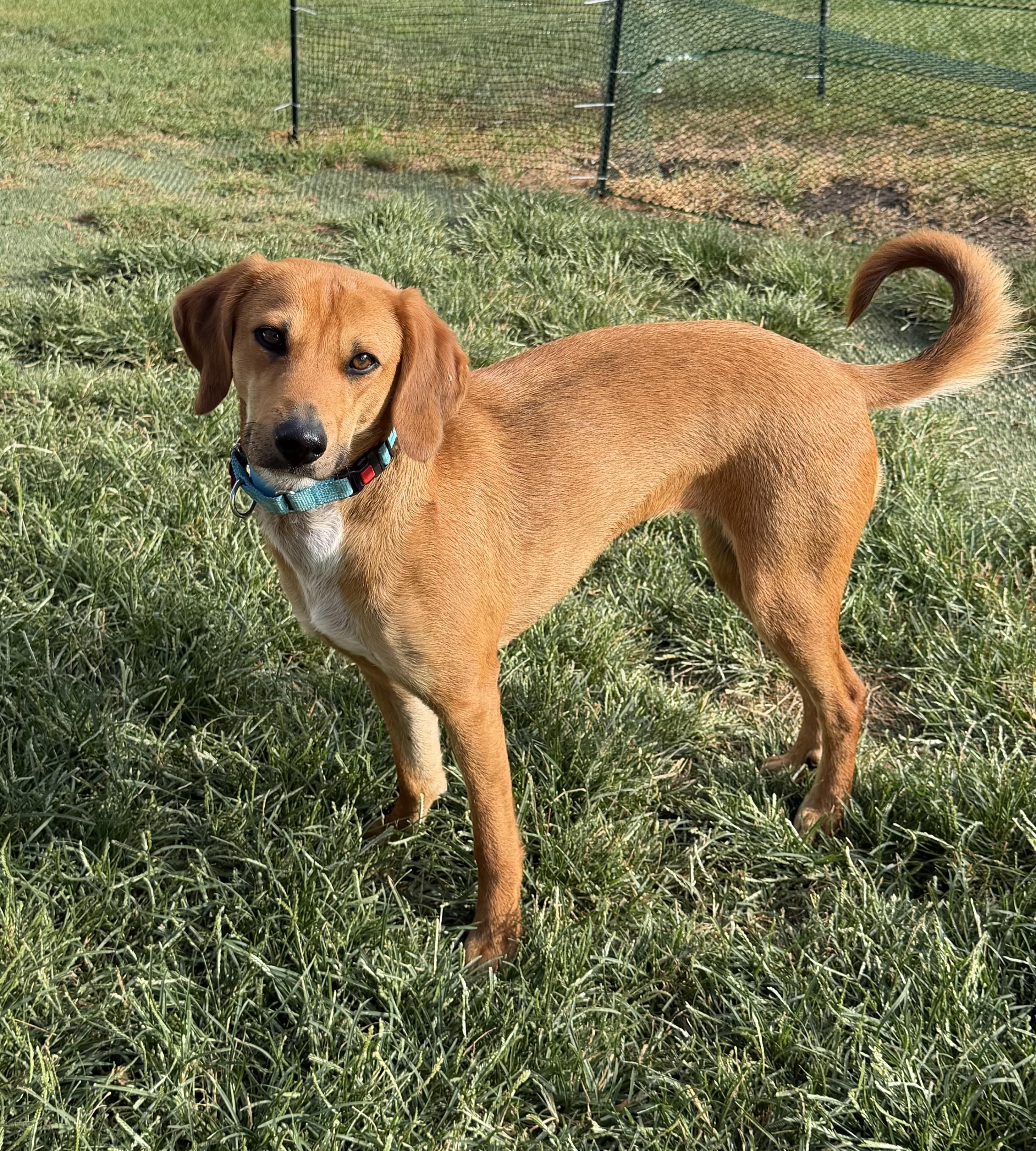 Enlarge Raina (Ray Ray) , a Adoptable mixed breed in Godfrey, IL image 5/5
