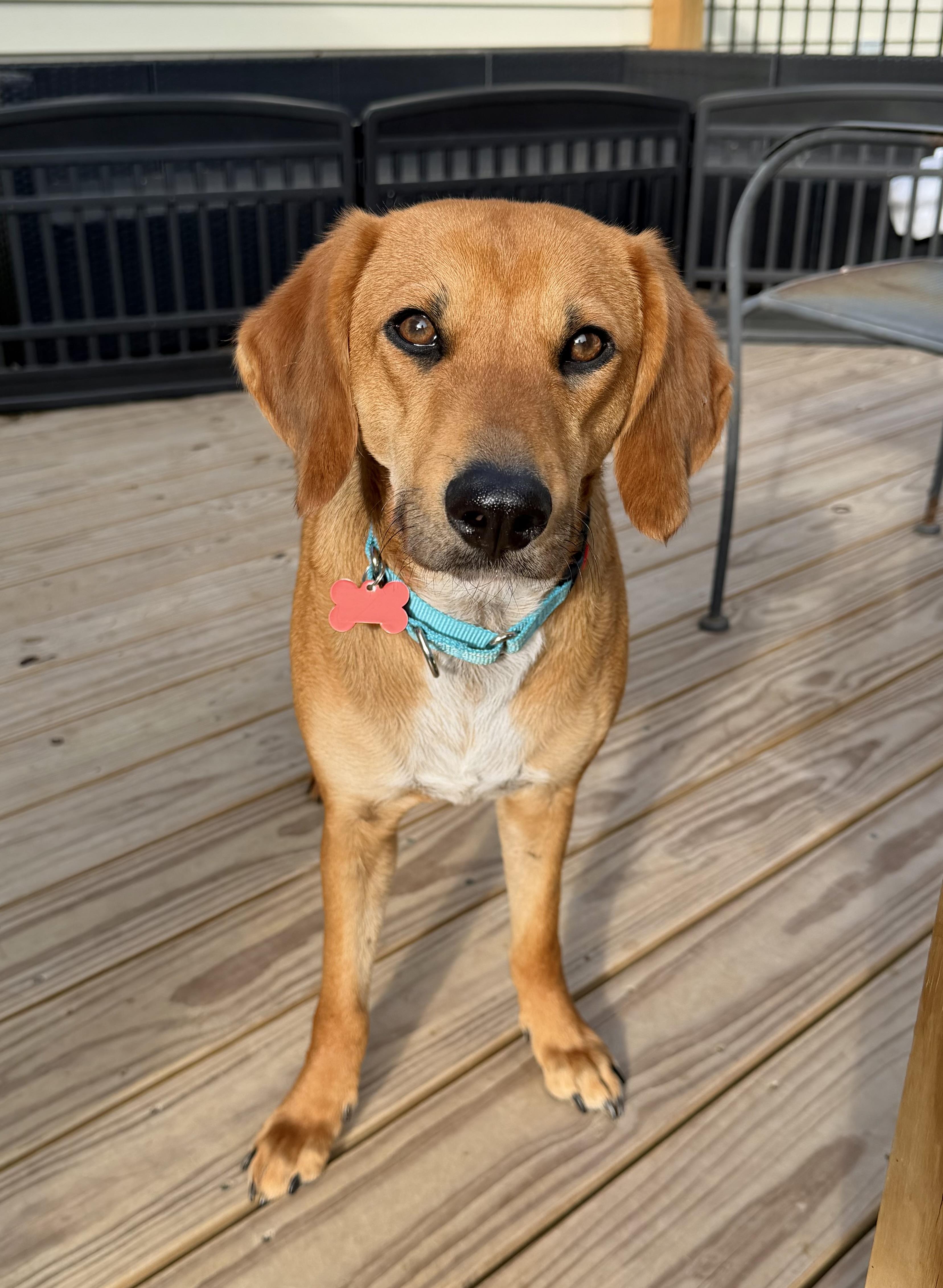 Raina (Ray Ray) , Adoptable, Adult Female Beagle & Hound.