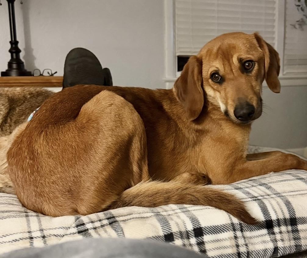 Enlarge Raina (Ray Ray) , a Adoptable mixed breed in Godfrey, IL image 4/6