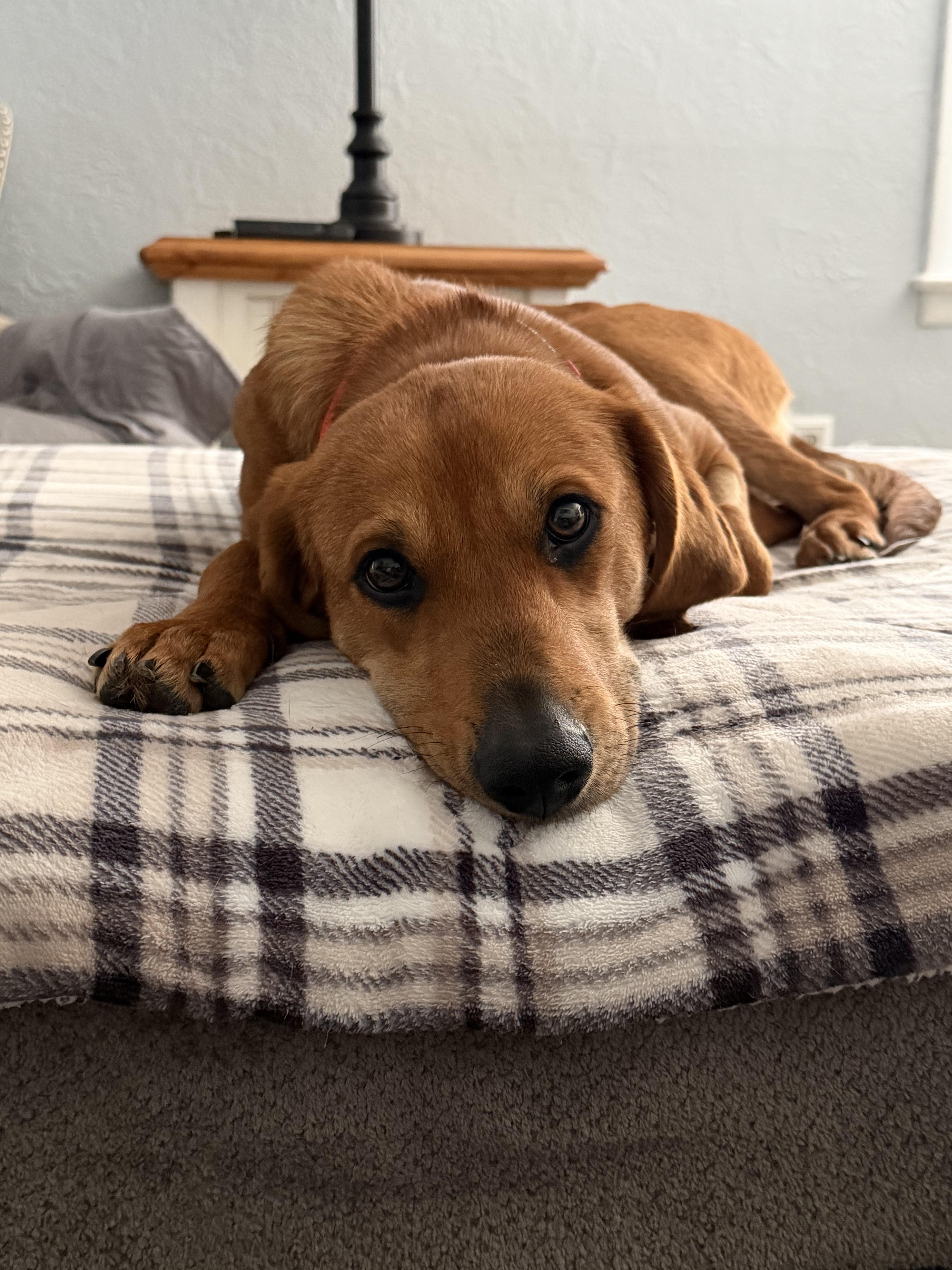 Enlarge Raina (Ray Ray) , a Adoptable mixed breed in Godfrey, IL image 2/6