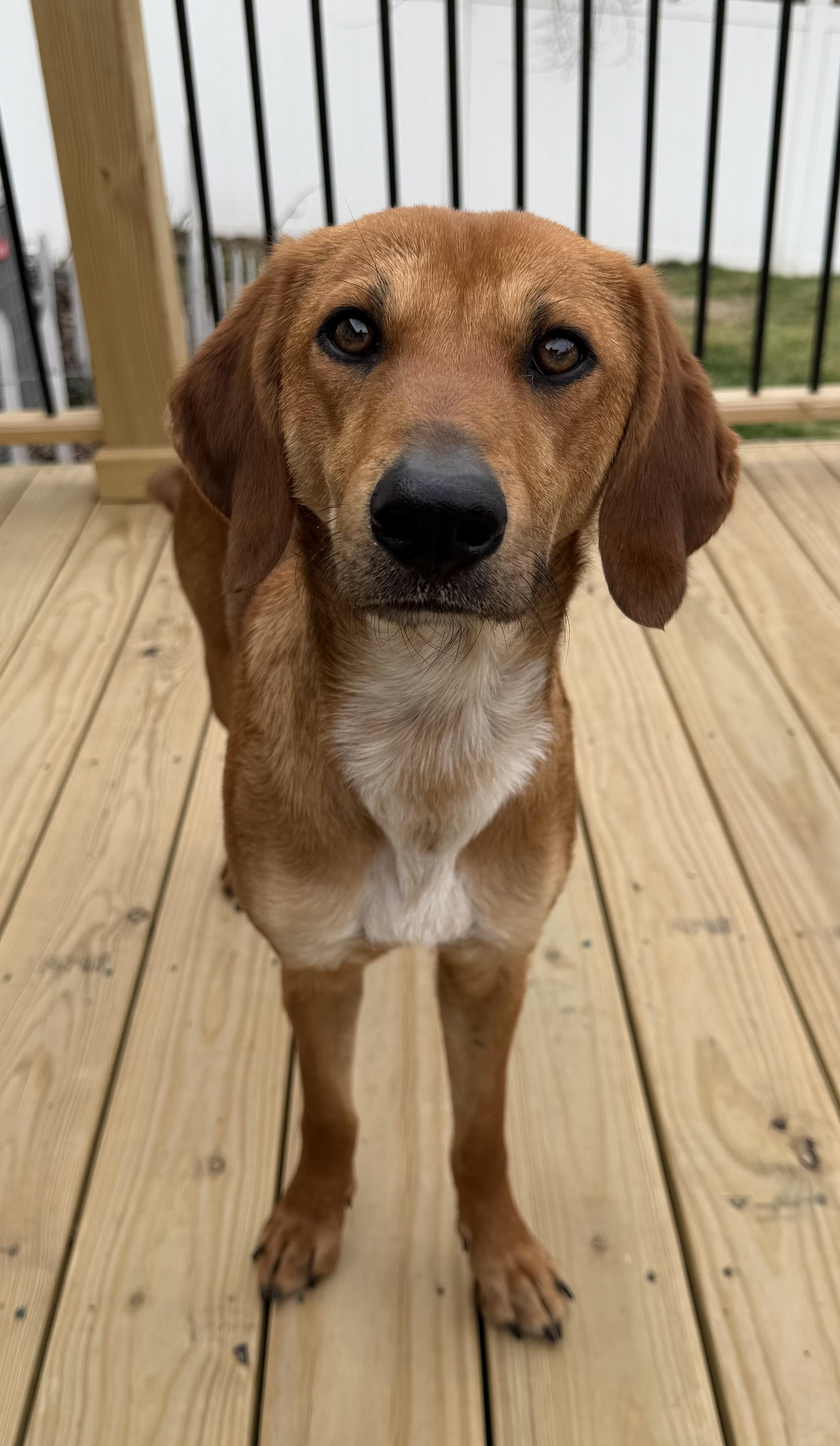 Enlarge Raina (Ray Ray) , a Adoptable mixed breed in Godfrey, IL image 6/6