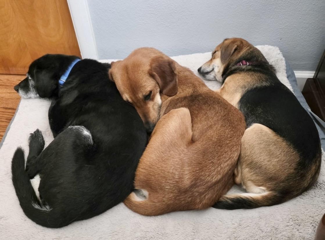 Enlarge Raina (Ray Ray) , a Adoptable mixed breed in Godfrey, IL image 5/6