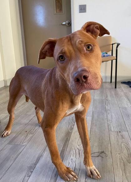 Enlarge Quentin, a Adoptable mixed breed in South Bend, IN image 1/3