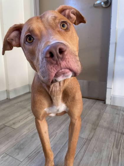 Enlarge Quentin, a Adoptable mixed breed in South Bend, IN image 2/3