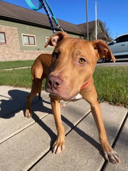 Enlarge Quentin, a Adoptable mixed breed in South Bend, IN image 3/3