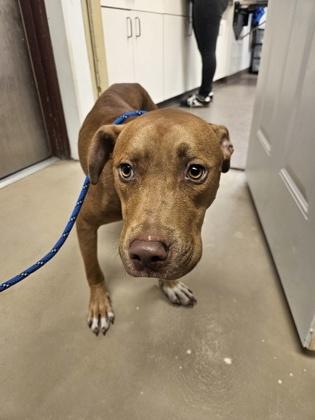 Quentin, Adoptable, Puppy Male Pit Bull Terrier & Mixed Breed.