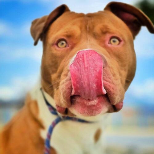 Rudy, an adoptable Pit Bull Terrier in Lindon, UT, 84042 | Photo Image 2