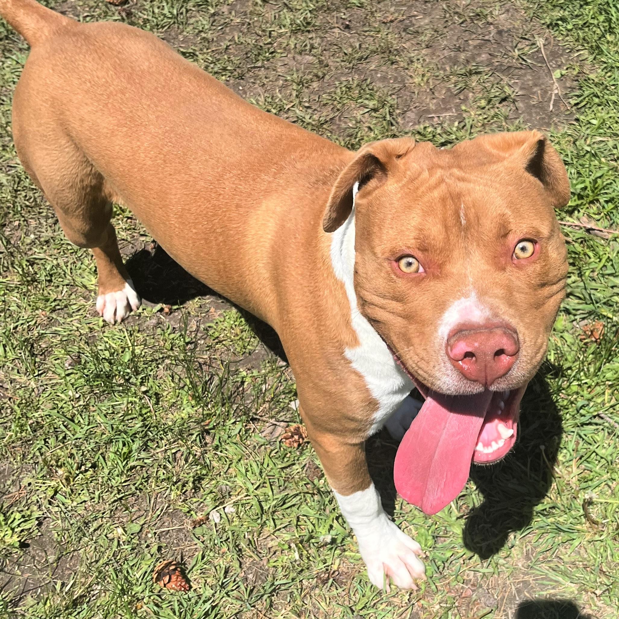 Rudy, an adoptable Pit Bull Terrier in Lindon, UT, 84042 | Photo Image 3