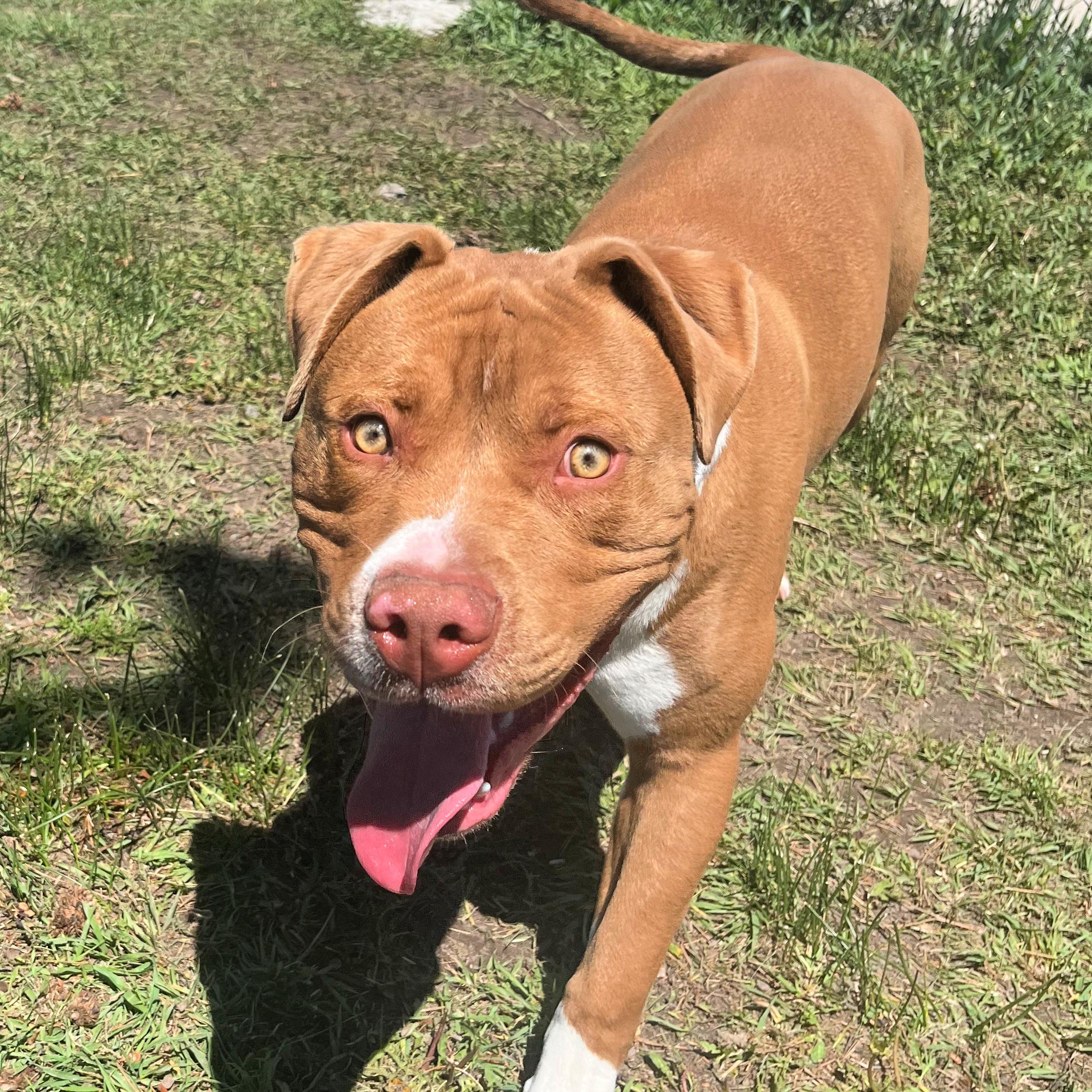 Rudy, an adoptable Pit Bull Terrier in Lindon, UT, 84042 | Photo Image 4
