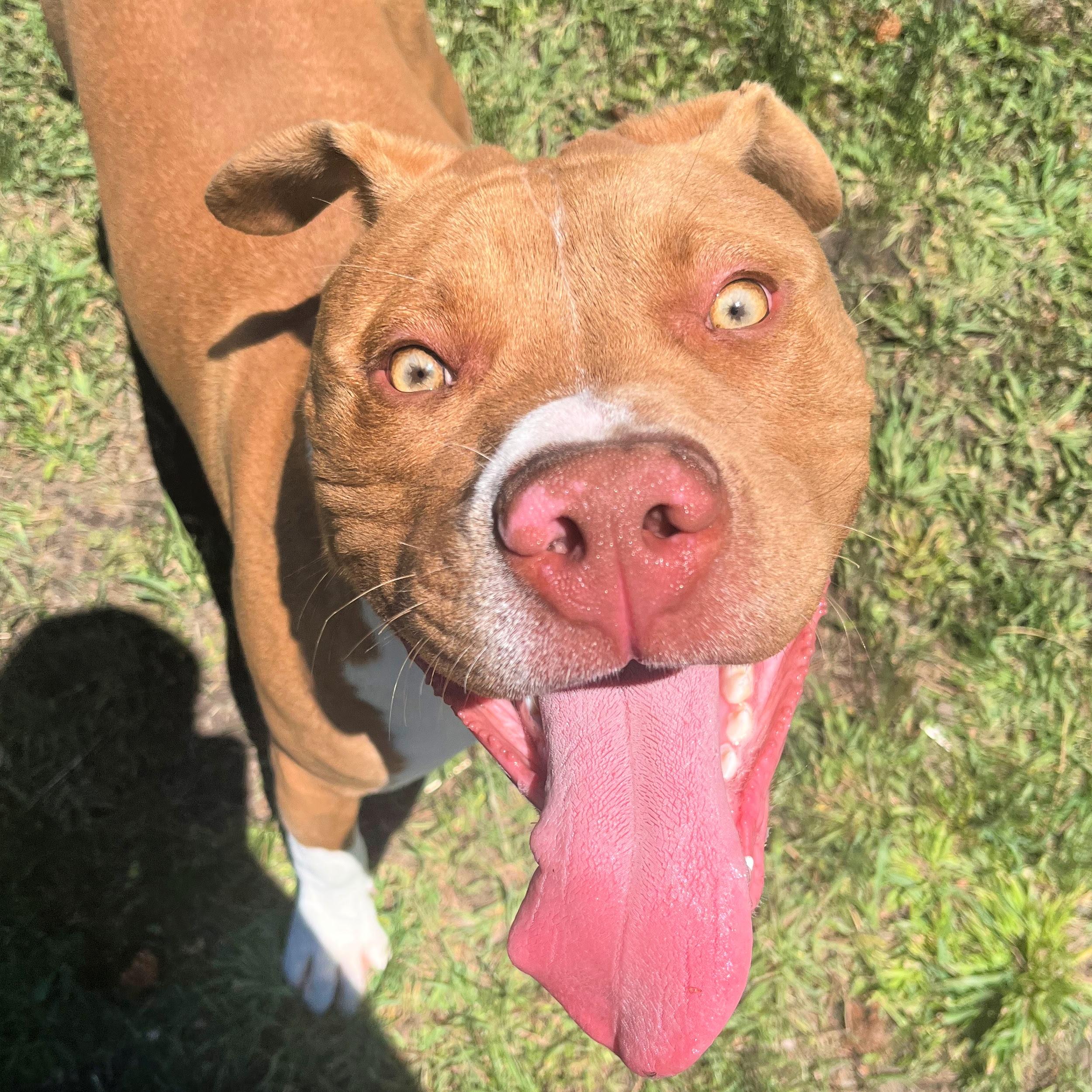 Rudy, an adoptable Pit Bull Terrier in Lindon, UT, 84042 | Photo Image 5