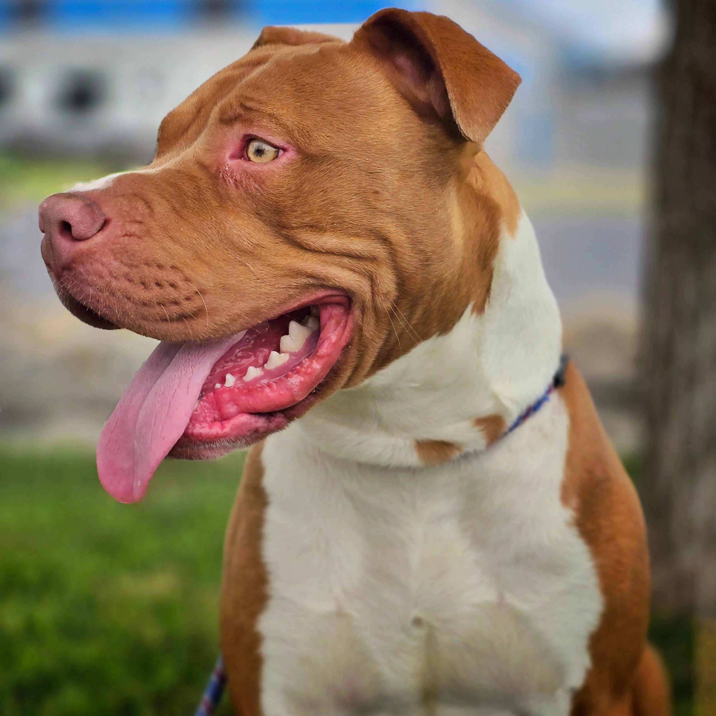 Rudy, an adoptable Pit Bull Terrier in Lindon, UT, 84042 | Photo Image 1