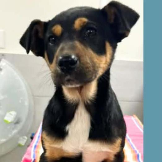Tamara, Adoptable, Puppy Female Hound & Mixed Breed.