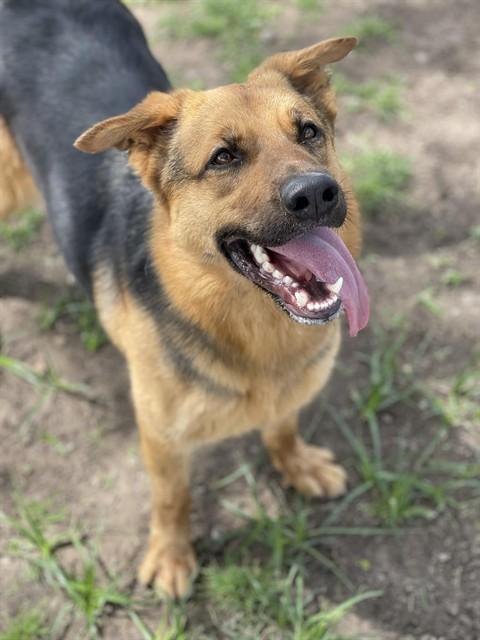 Enlarge GITTIA, a Adoptable mixed breed in Conroe, TX image 1/1