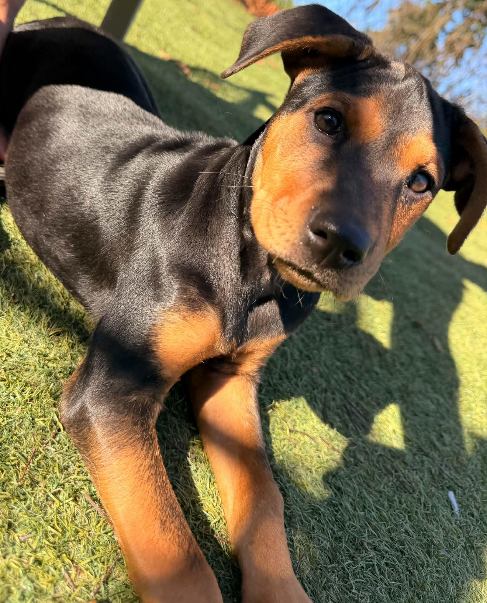 Enlarge Gretel, a Adoptable mixed breed in Kentwood, MI image 2/5