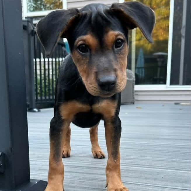 Gretel, Adoptable, Puppy Female German Shepherd Dog & Labrador Retriever.