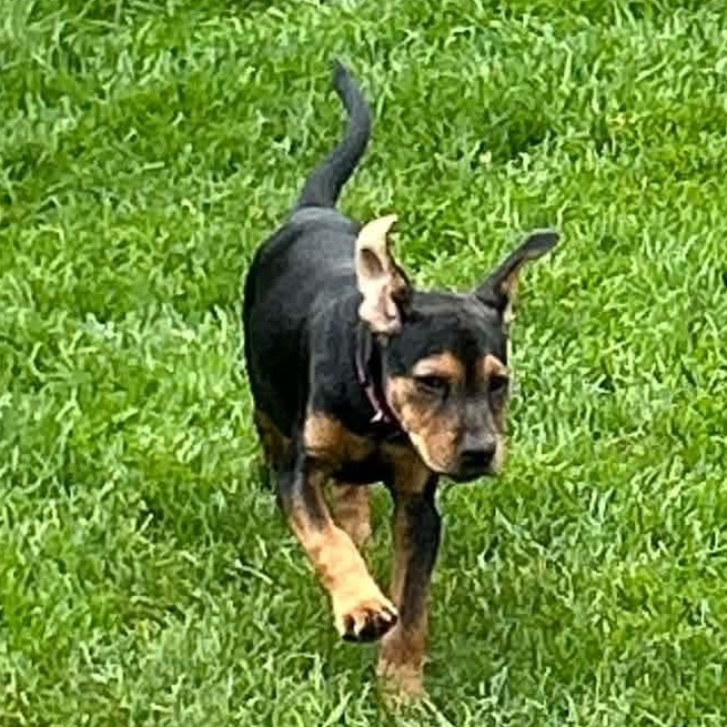 Enlarge Gretel, a Adoptable mixed breed in Kentwood, MI image 3/5