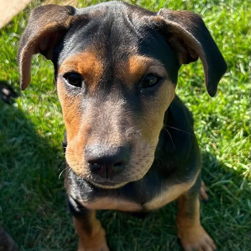 Gretel, Adoptable, Puppy Female German Shepherd Dog & Labrador Retriever.