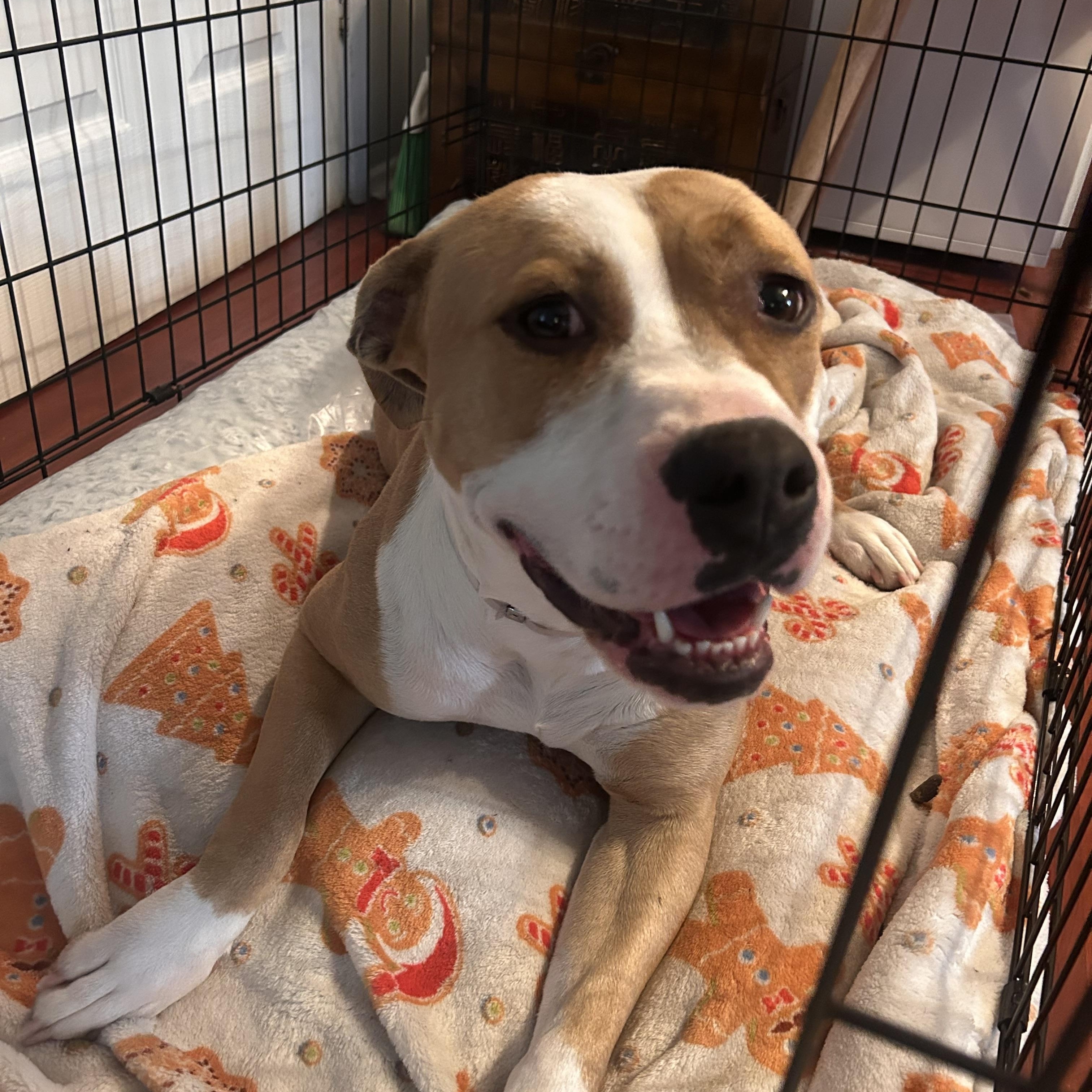 Kira, ADOPTABLE, Adult Female American Staffordshire Terrier & Boxer.