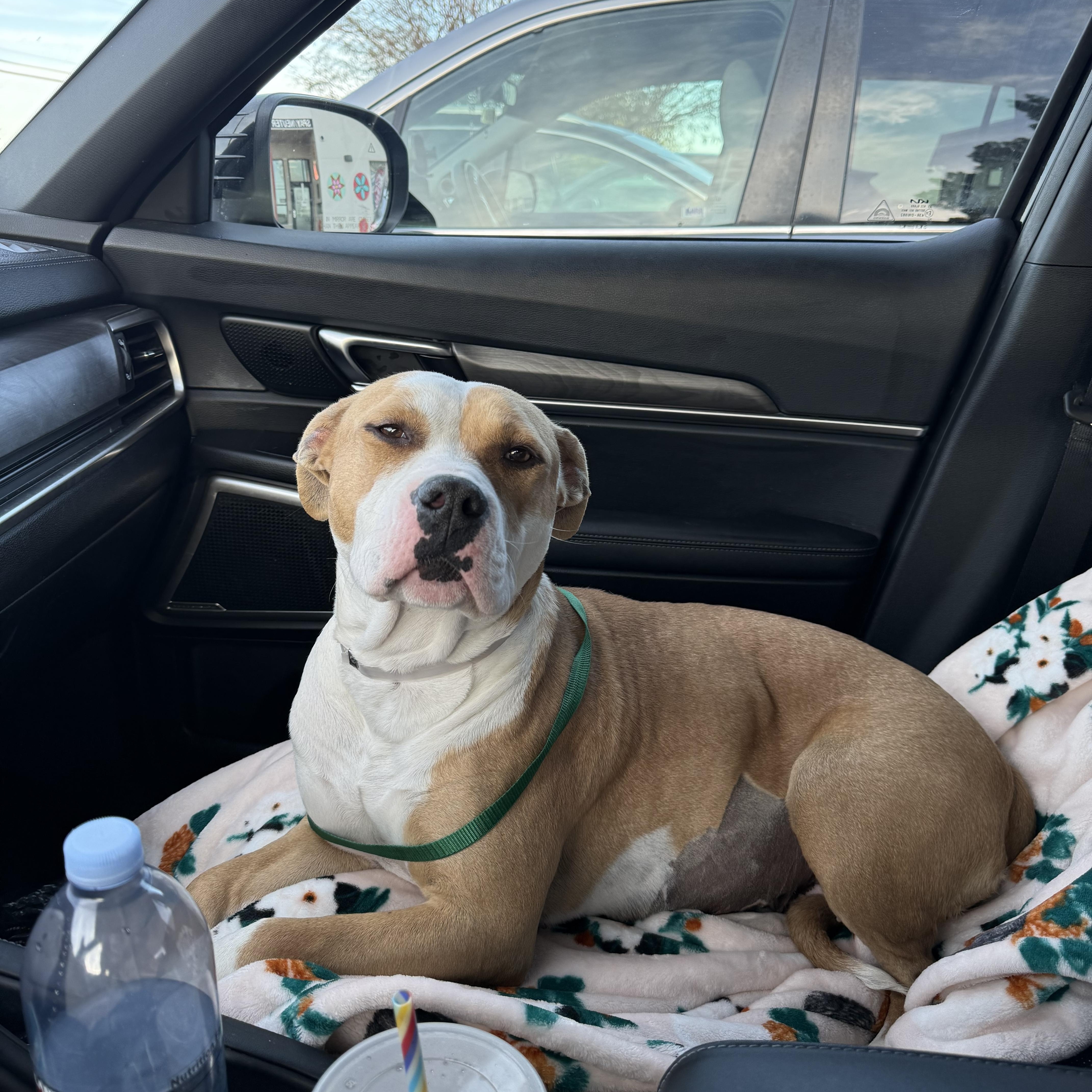 Enlarge Kira, a ADOPTABLE mixed breed in Marina del Rey, CA image 2/2