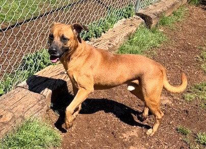 Enlarge Hank, a Adoptable Shepherd in Carrollton, GA image 2/3