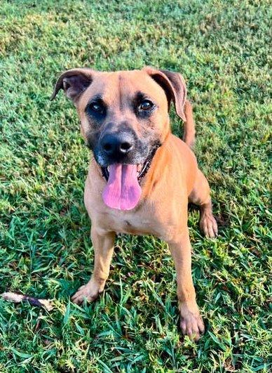 Hank, Adoptable, Young Male Shepherd.