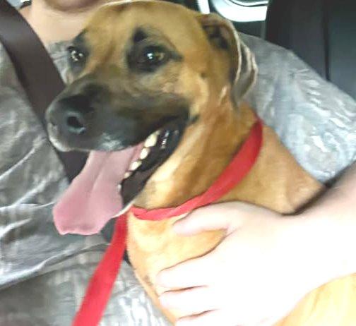 Hank, a Adoptable Shepherd in Carrollton, GA image 2/3
