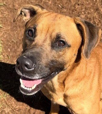 Enlarge Hank, a Adoptable Shepherd in Carrollton, GA image 3/3