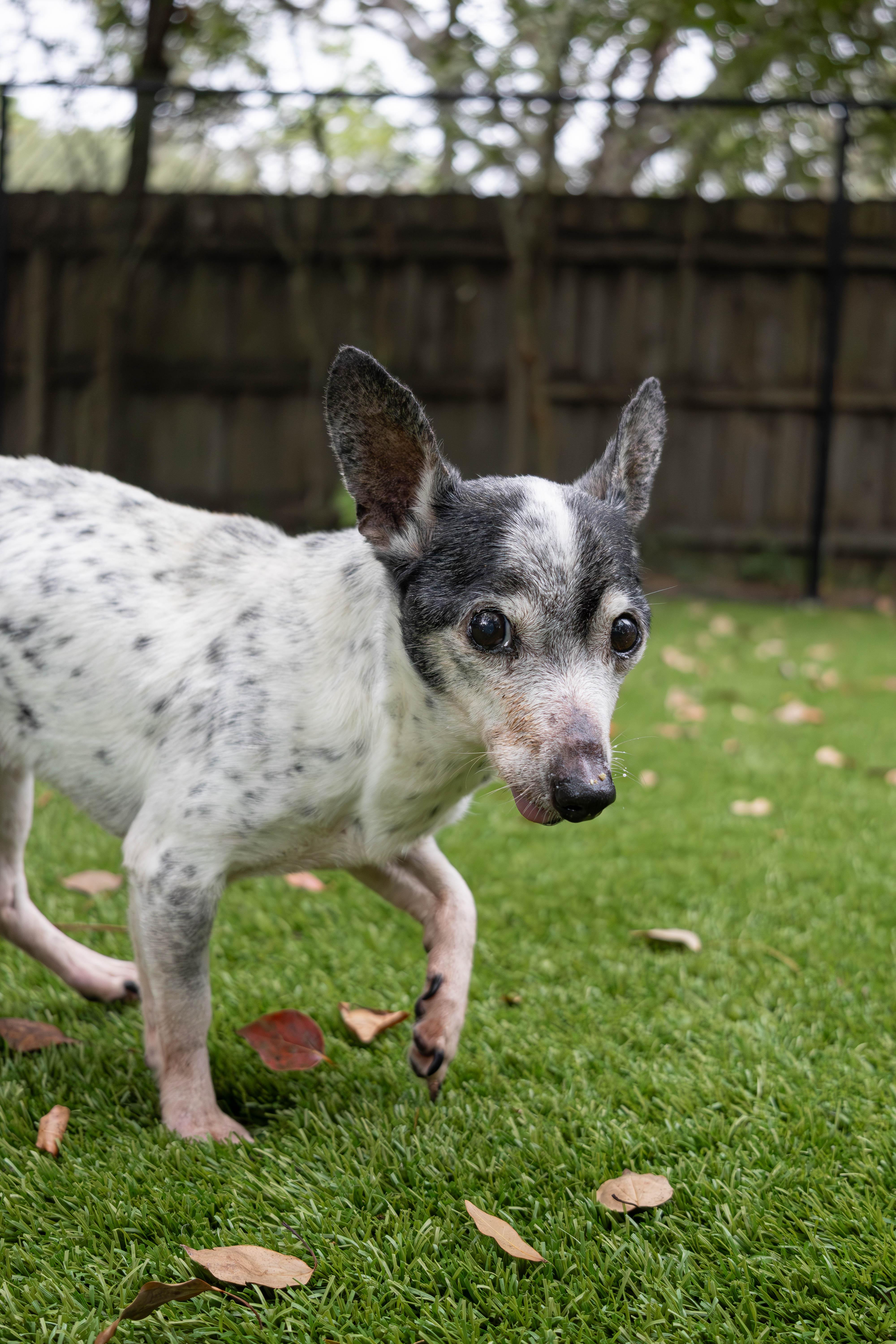 Enlarge Timmy, a Adoptable Jack Russell Terrier in Palm Harbor, FL image 3/4