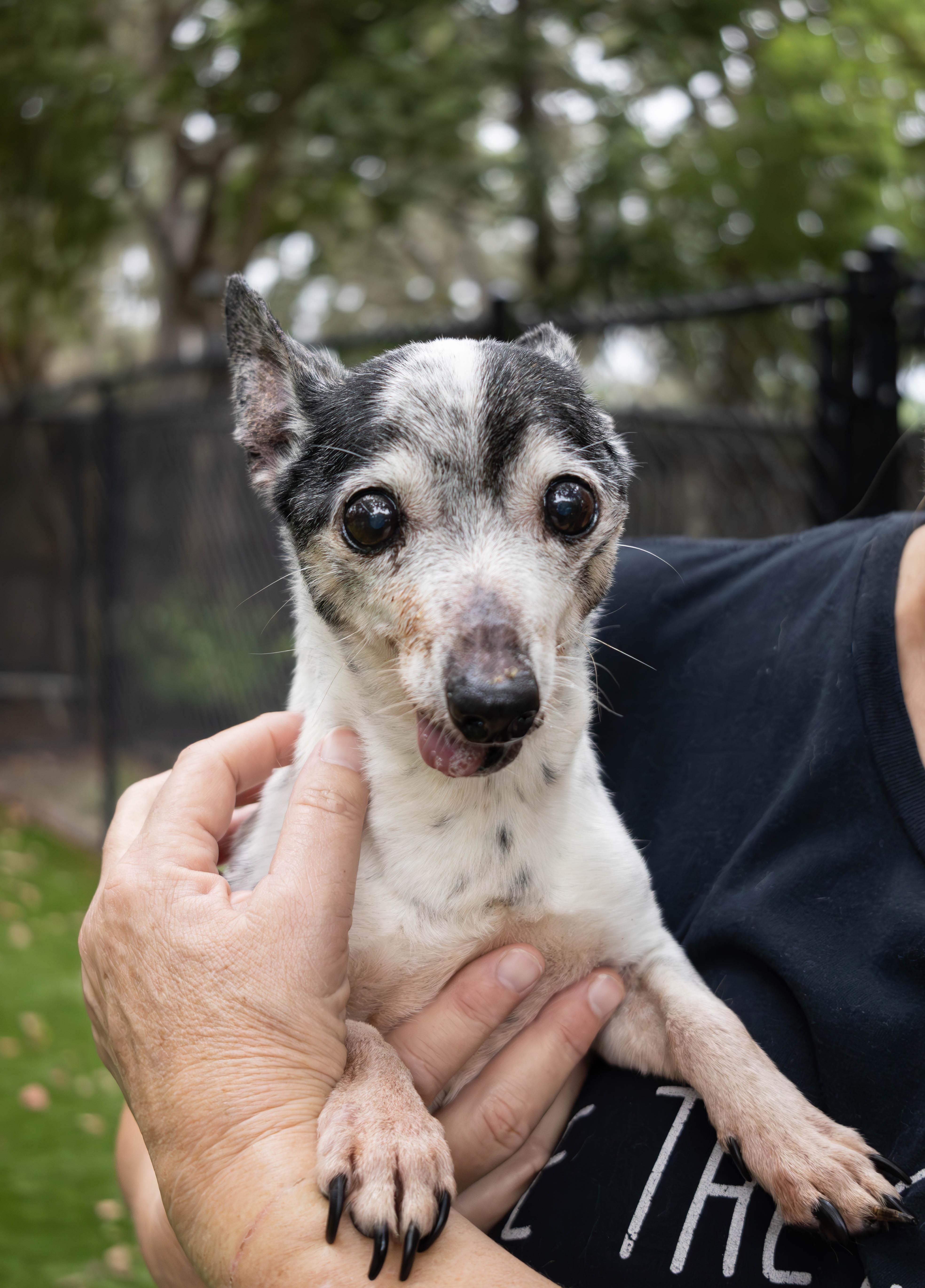Enlarge Timmy, a Adoptable Jack Russell Terrier in Palm Harbor, FL image 2/4