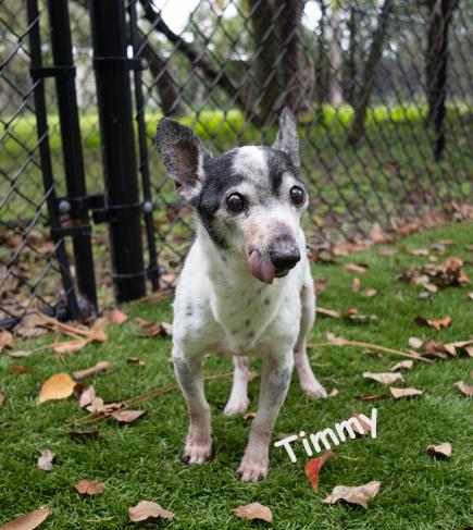 Enlarge Timmy, a Adoptable Jack Russell Terrier in Palm Harbor, FL image 1/4