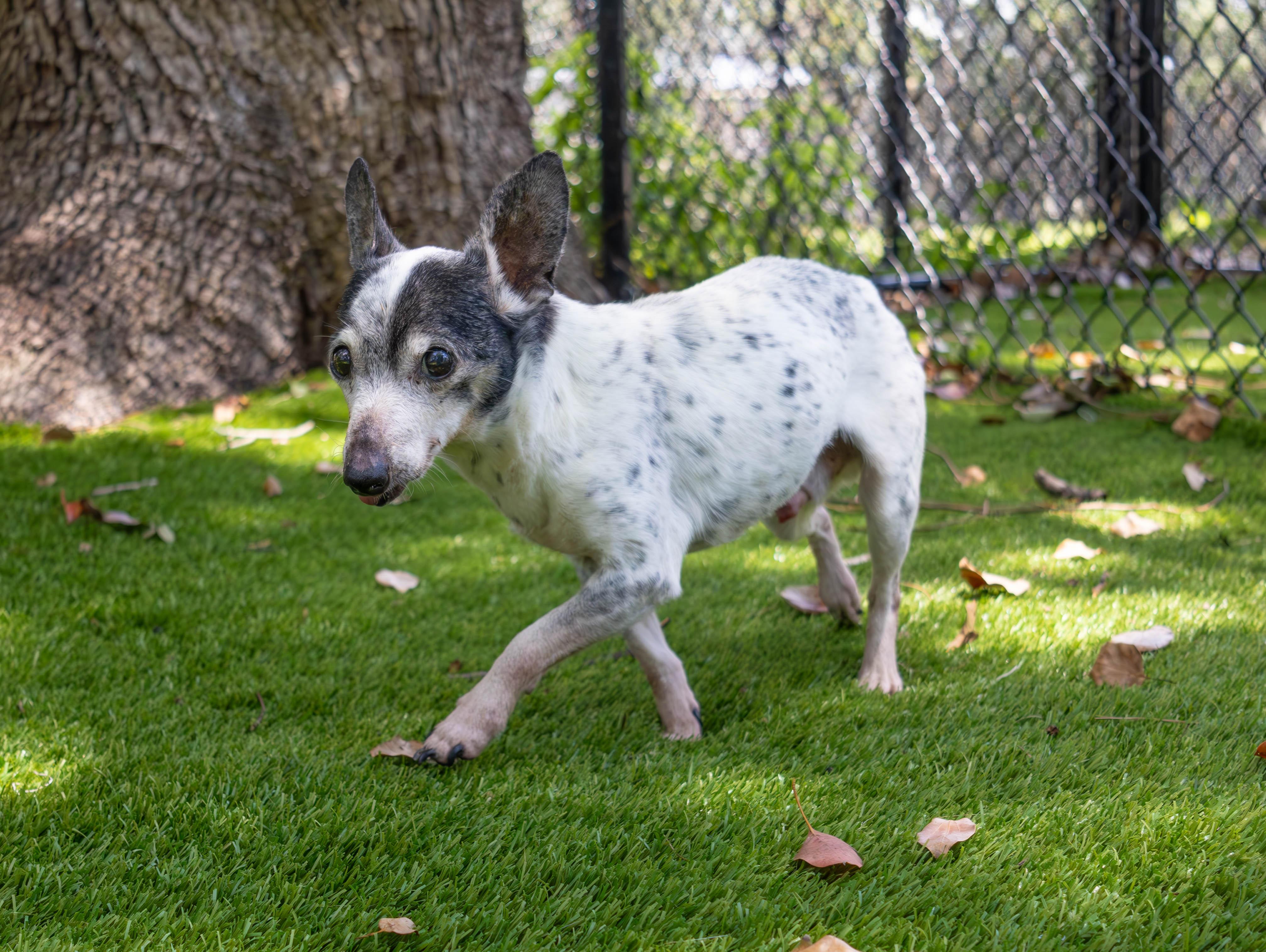 Enlarge Timmy, a Adoptable Jack Russell Terrier in Palm Harbor, FL image 4/4