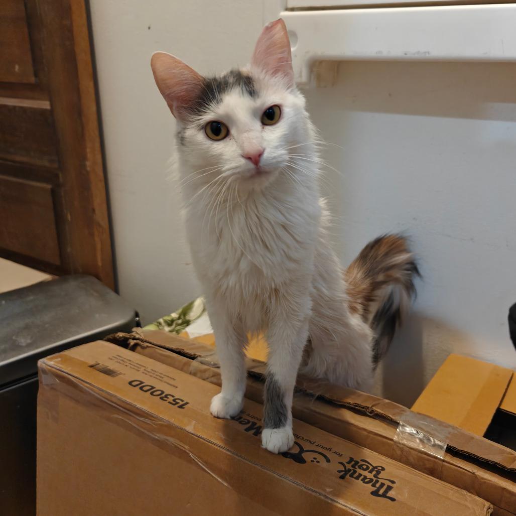 Cash, a Adoptable Domestic Short Hair in New Orleans, LA image 1/6