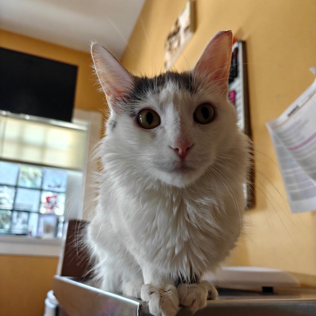 Cash, a Adoptable Domestic Short Hair in New Orleans, LA image 2/6