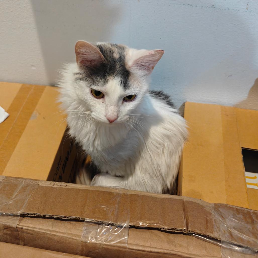 Cash, a Adoptable Domestic Short Hair in New Orleans, LA image 3/6