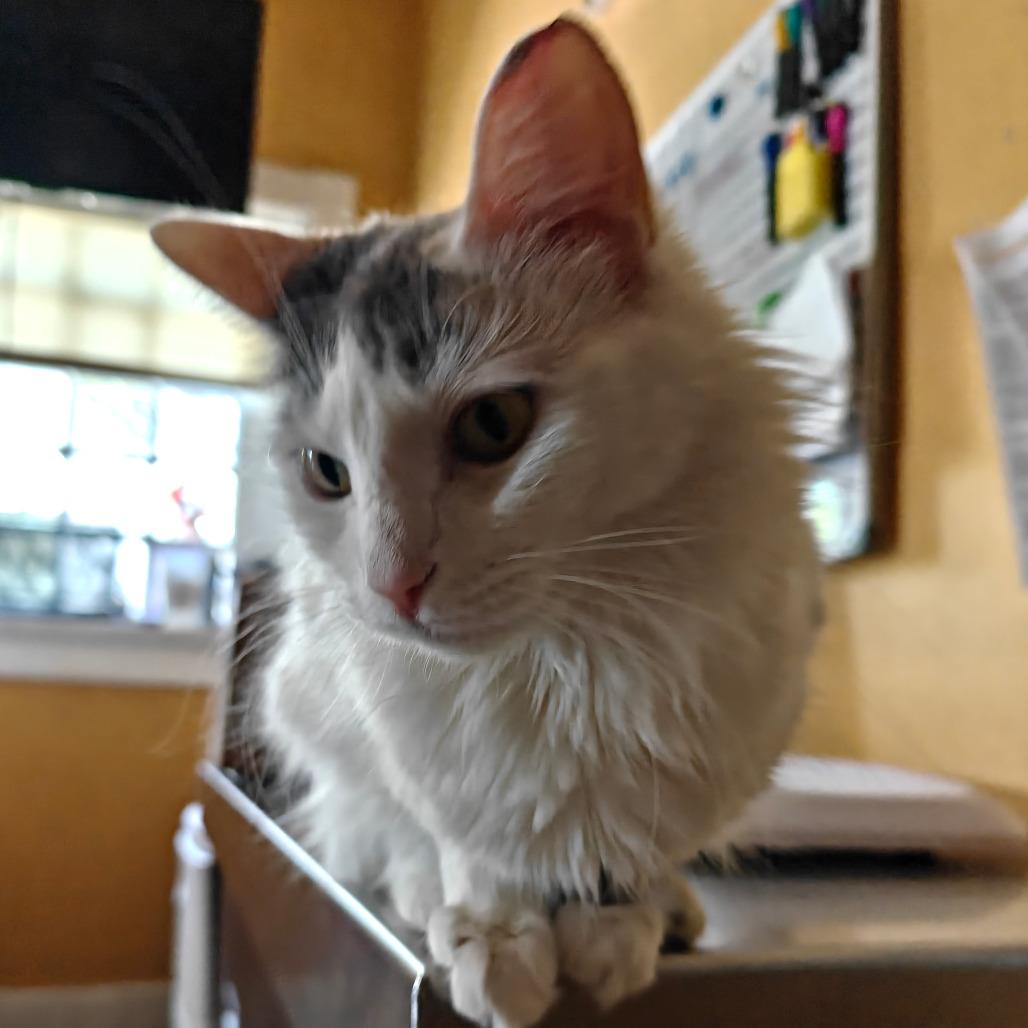 Cash, a Adoptable Domestic Short Hair in New Orleans, LA image 4/6