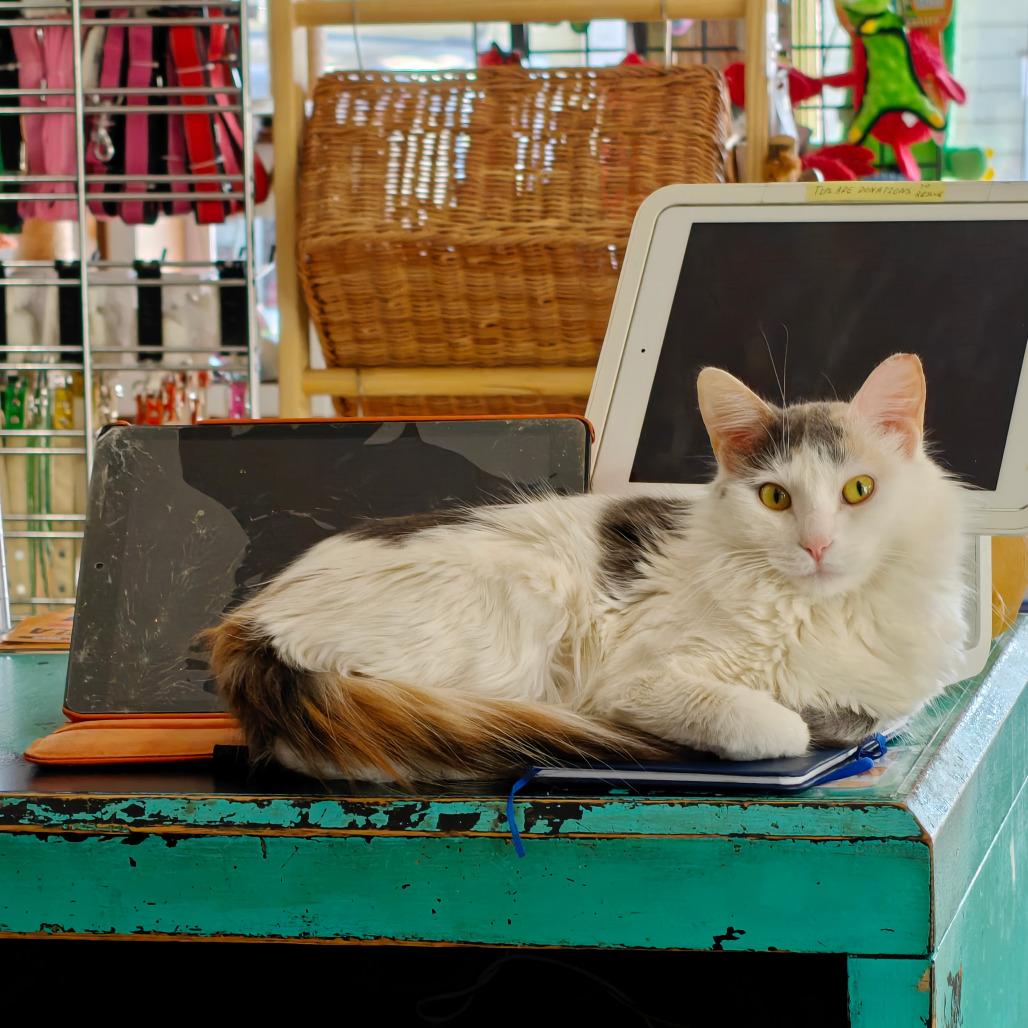 Cash, a Adoptable Domestic Short Hair in New Orleans, LA image 5/6
