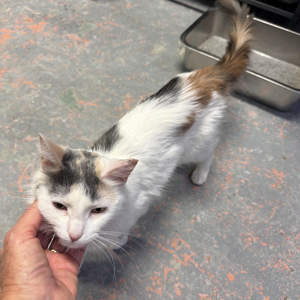 Cash, a Adoptable Domestic Short Hair in New Orleans, LA image 6/6