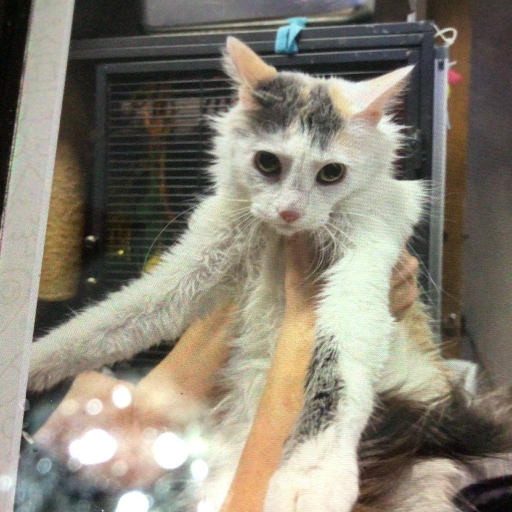 Cash, Adoptable, Young Female Domestic Short Hair.