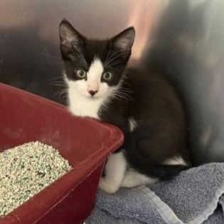 Suncoast, ADOPTABLE, Kitten Female Domestic Short Hair.