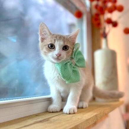 Rocket Guardians — thumbnail 2