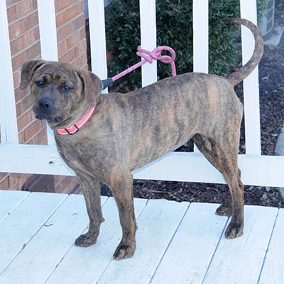 Enlarge Fudge, a Adoptable mixed breed in Wrightsville Beach, NC image 5/6